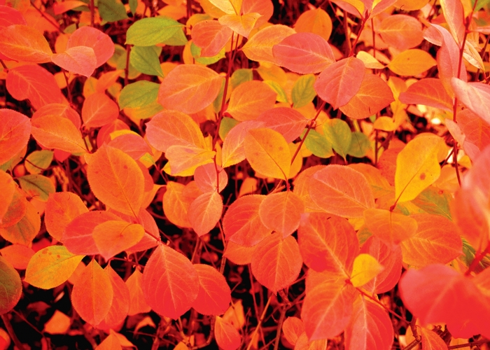 Chokeberry - Aronia melanocarpa ''Viking'' Chokeberry - Aronia melanocarpa ''Viking''