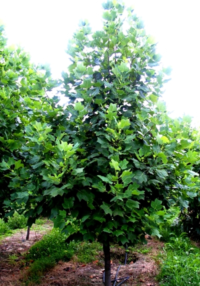 Tulip Tree - Liriodendron tulipfera Tulip Tree - Liriodendron tulipfera