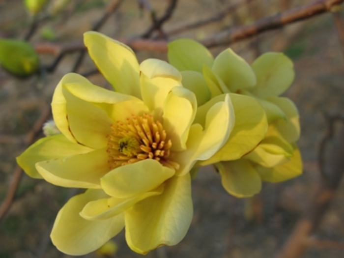'Butterflies' - Magnolia 