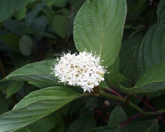 Red Twig Dogwood - Cornus sericea baileyi