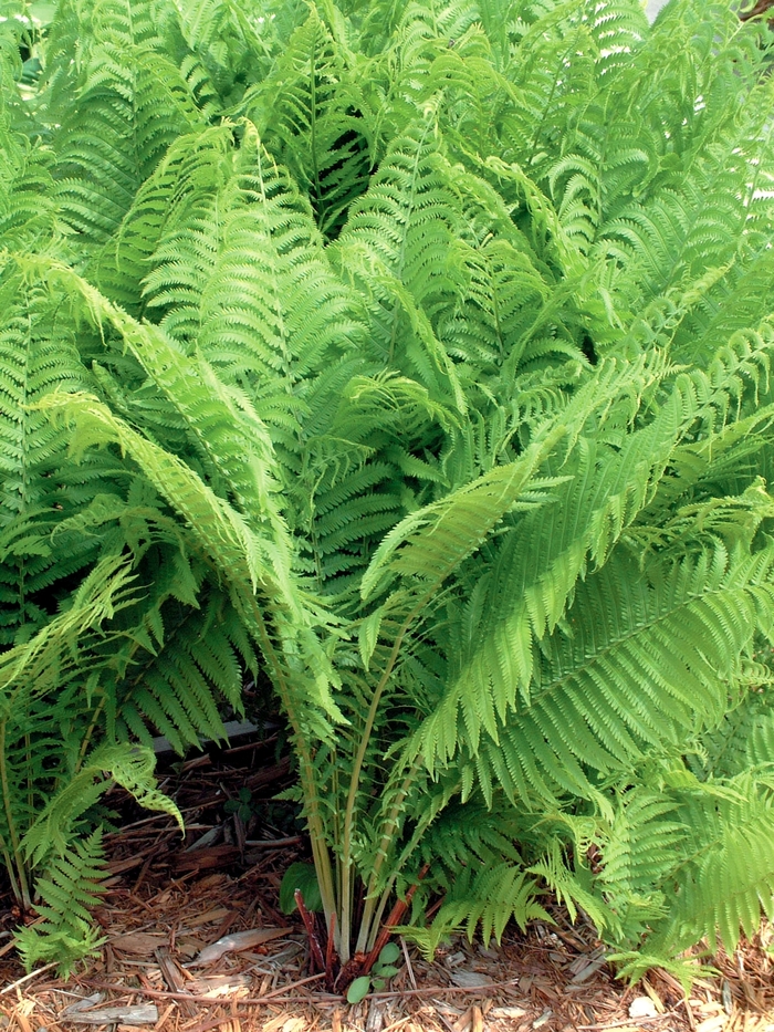 Fern-Ostrich - Matteuccia struthiopteris Fern-Ostrich - Matteuccia struthiopteris