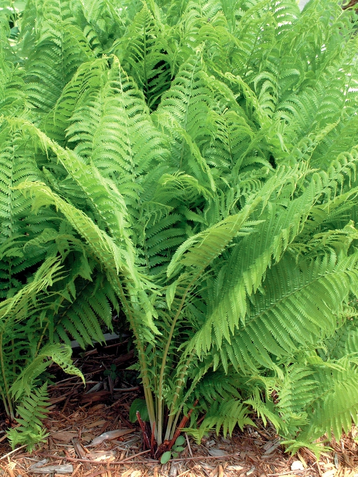 Fern-Ostrich - Matteuccia struthiopteris