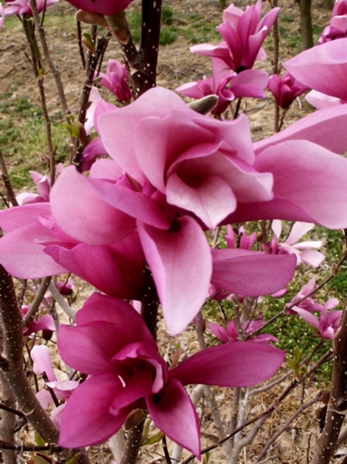 Little Girl Jane - Magnolia 'Jane' (Magnolia)