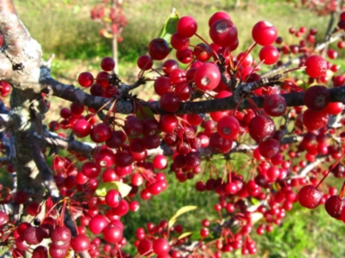 Sargent Crabapple - Malus sargentii Sargent Crabapple - Malus sargentii