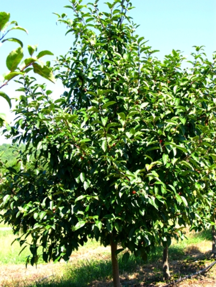 Camelot® Crabapple - Malus 'Camzam' Camelot® Crabapple - Malus 'Camzam'