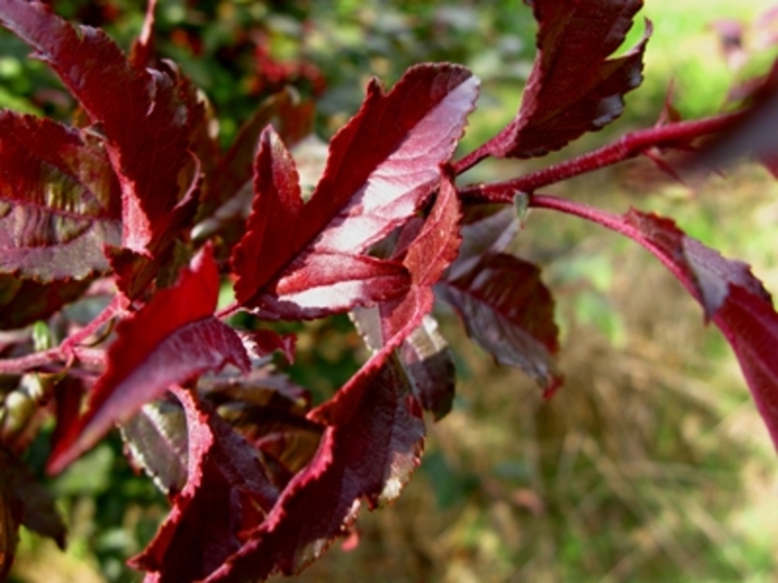 Royal Raindrops® Crabapple - Malus 'JFS-KW5' Royal Raindrops® Crabapple - Malus 'JFS-KW5'