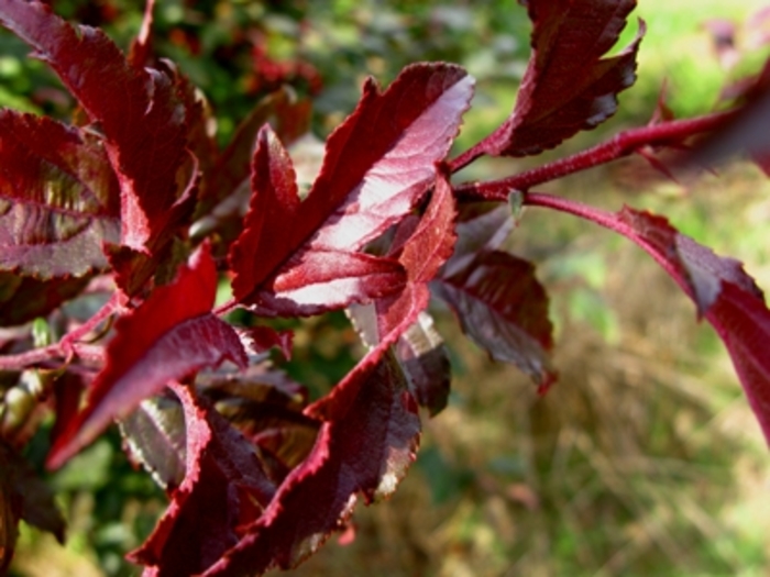 Royal Raindrops® Crabapple - Malus 'JFS-KW5'