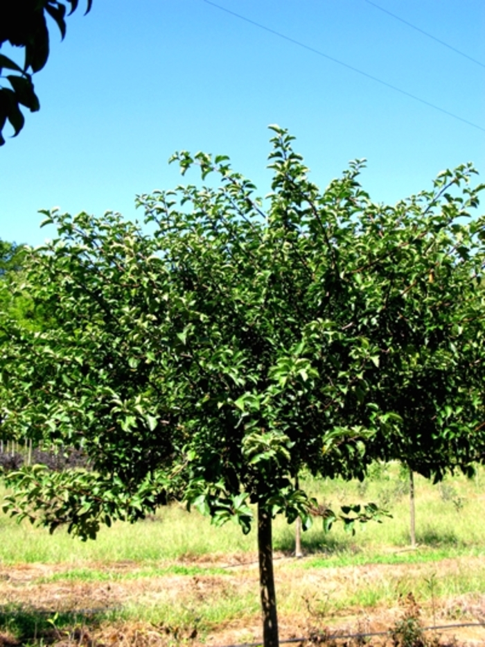 Tina Crabapple - Malus 'Tina'