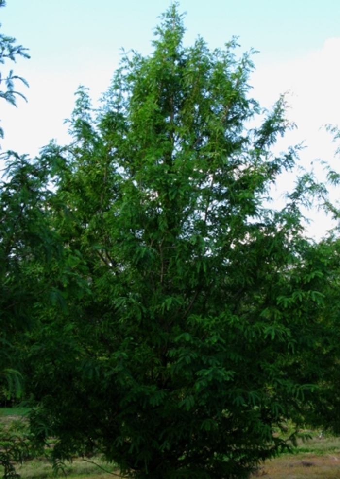 Dawn Redwood - Metasequoia glyptostroboides Dawn Redwood - Metasequoia glyptostroboides