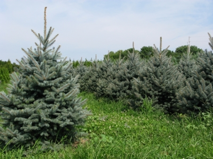 'Fat Albert' Colorado Blue Spruce - Picea pungens 'Fat Albert' 'Fat Albert' Colorado Blue Spruce - Picea pungens 'Fat Albert'