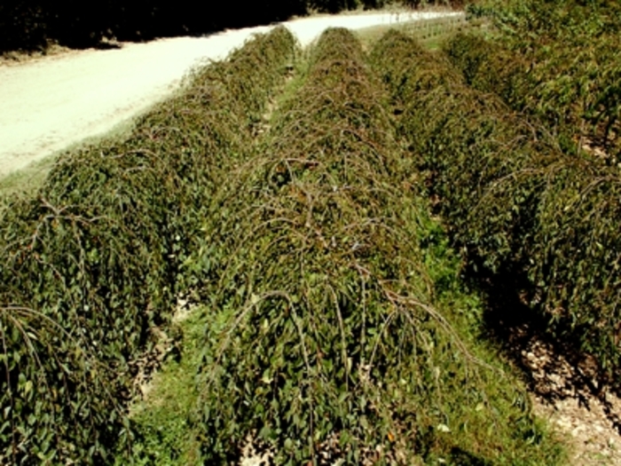 Snow Fountain Weeping Cherry - Prunus x 'Snofozam' Snow Fountain Weeping Cherry - Prunus x 'Snofozam'