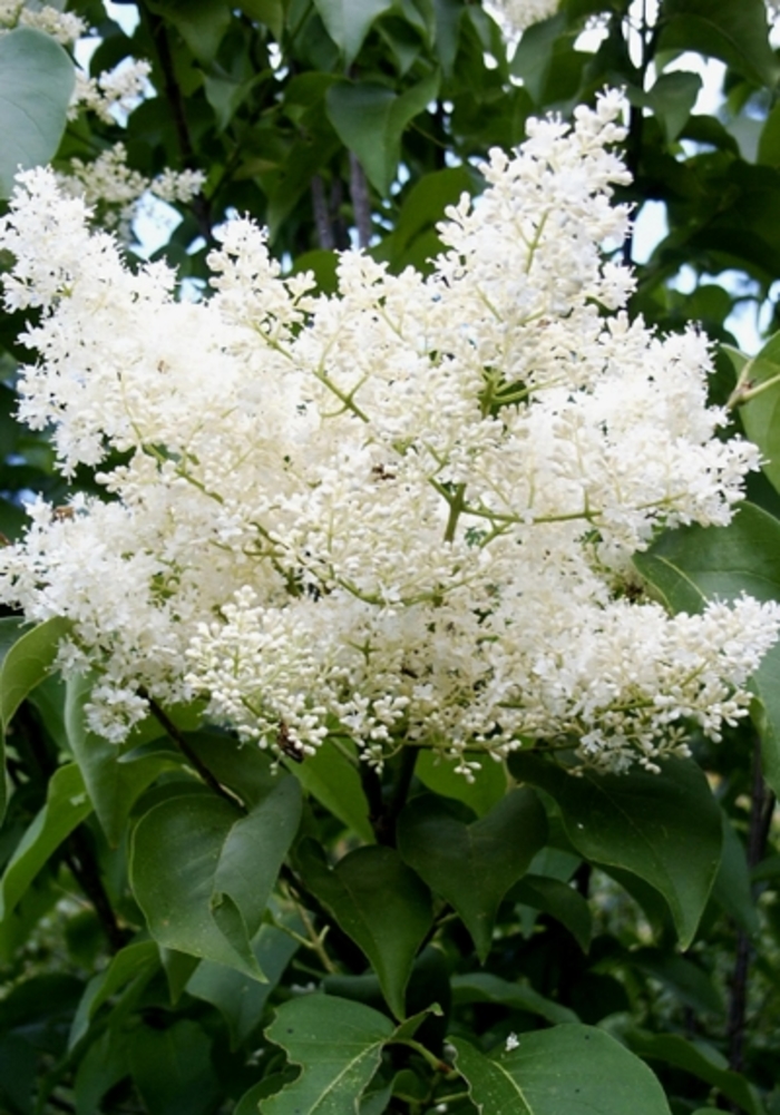 Japanese Lilac Tree - Syringa reticulata 'Ivory Silk'