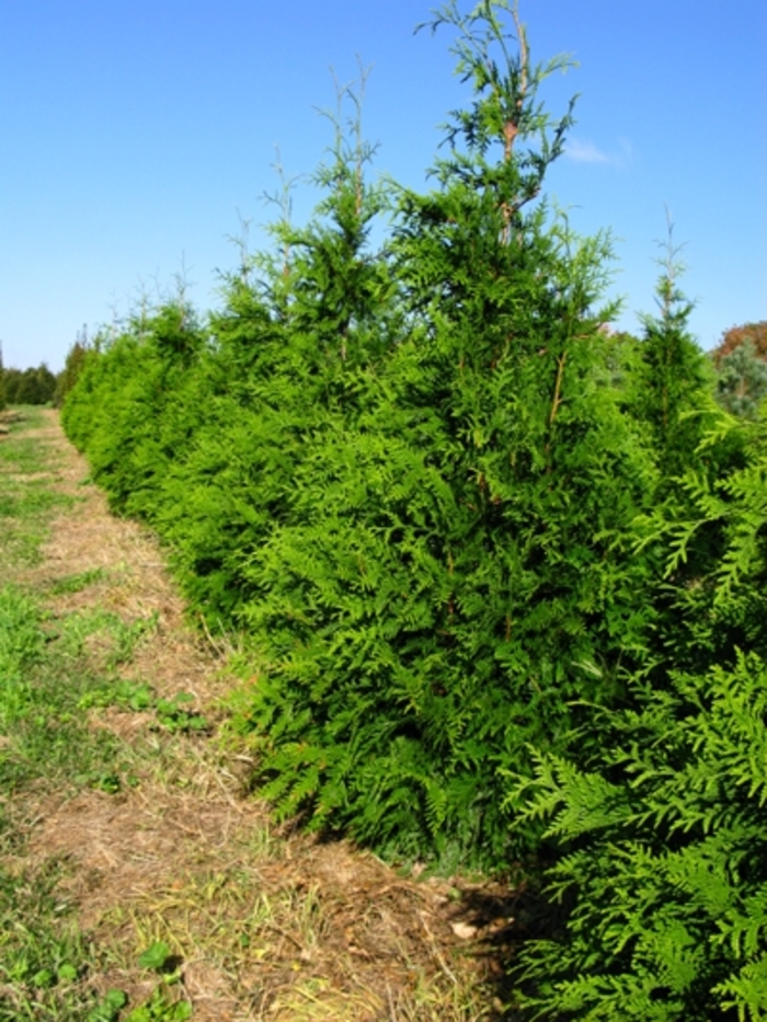 Green Giant Arborvitae - Thuja 'Green Giant' Green Giant Arborvitae - Thuja 'Green Giant'