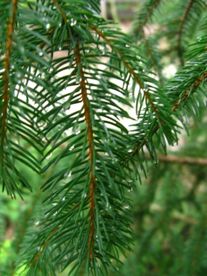 Norway Spruce - Picea abies Norway Spruce - Picea abies