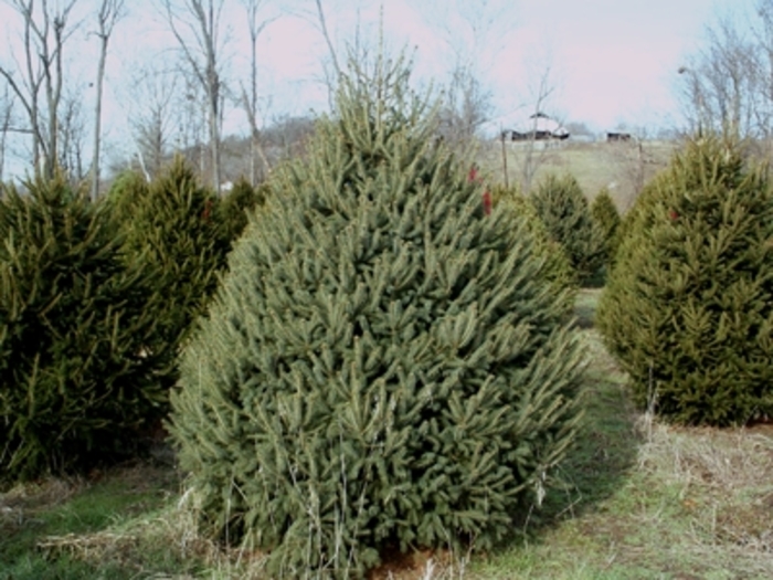 White Spruce - Picea glauca White Spruce - Picea glauca
