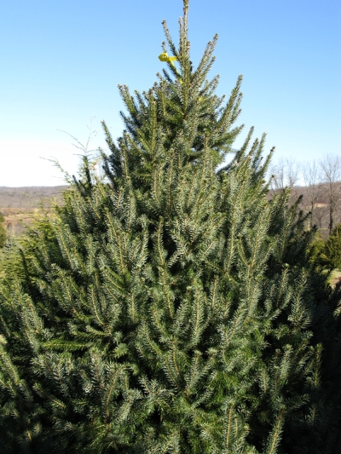 Serbian Spruce - Picea omorika Serbian Spruce - Picea omorika