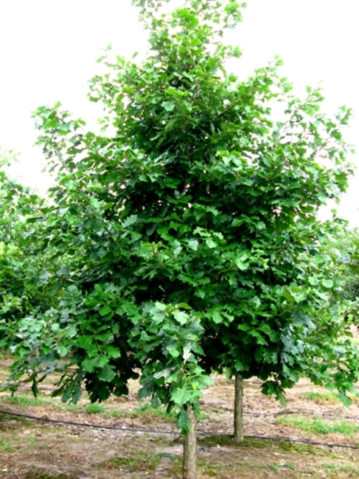 Swamp White Oak - Quercus bicolor Swamp White Oak - Quercus bicolor