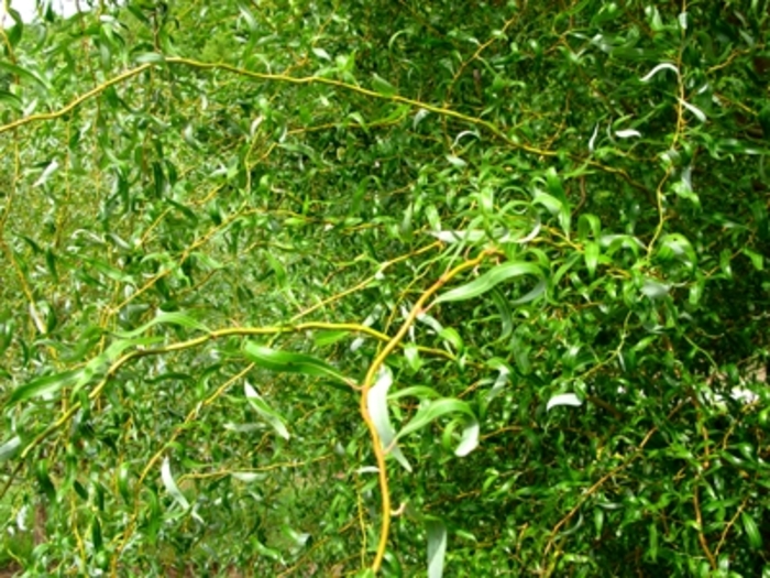 Golden Curls Willow - Salix 'Golden Curls'