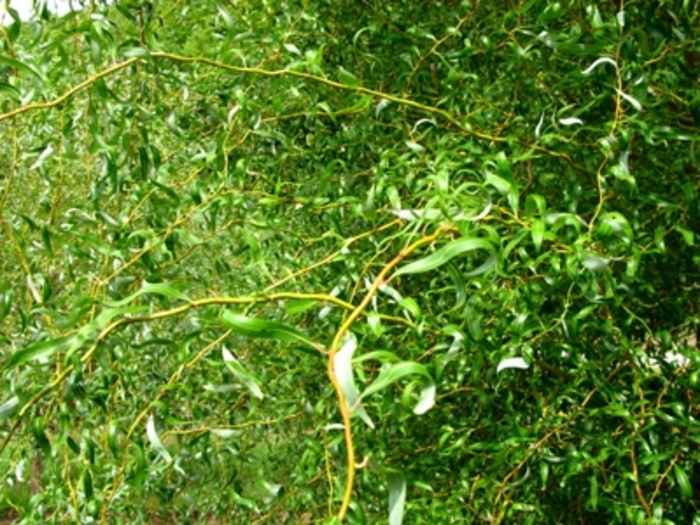 'Golden Curls' Corkscrew Willow - Salix matsudana x alba 'Golden Curls' 'Golden Curls' Corkscrew Willow - Salix matsudana x alba 'Golden Curls'