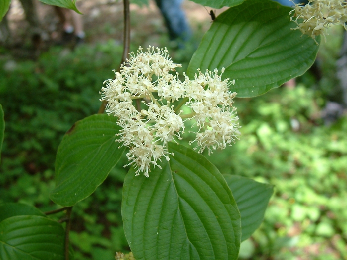Pagoda Dogwood - Cornus alternifolia Pagoda Dogwood - Cornus alternifolia