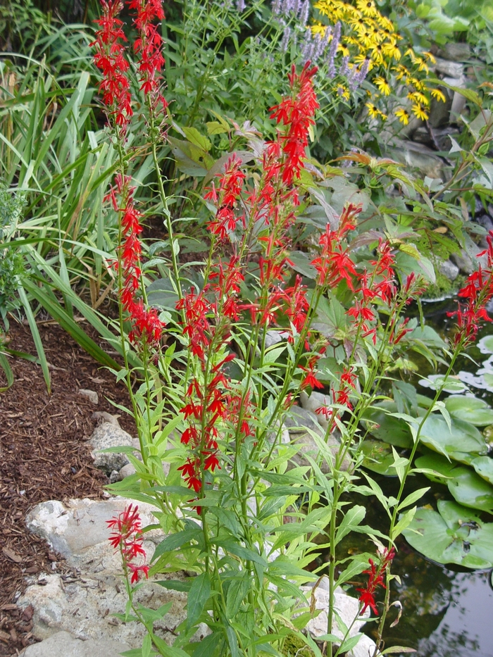 Cardinal Flower - Lobelia cardinalis Cardinal Flower - Lobelia cardinalis