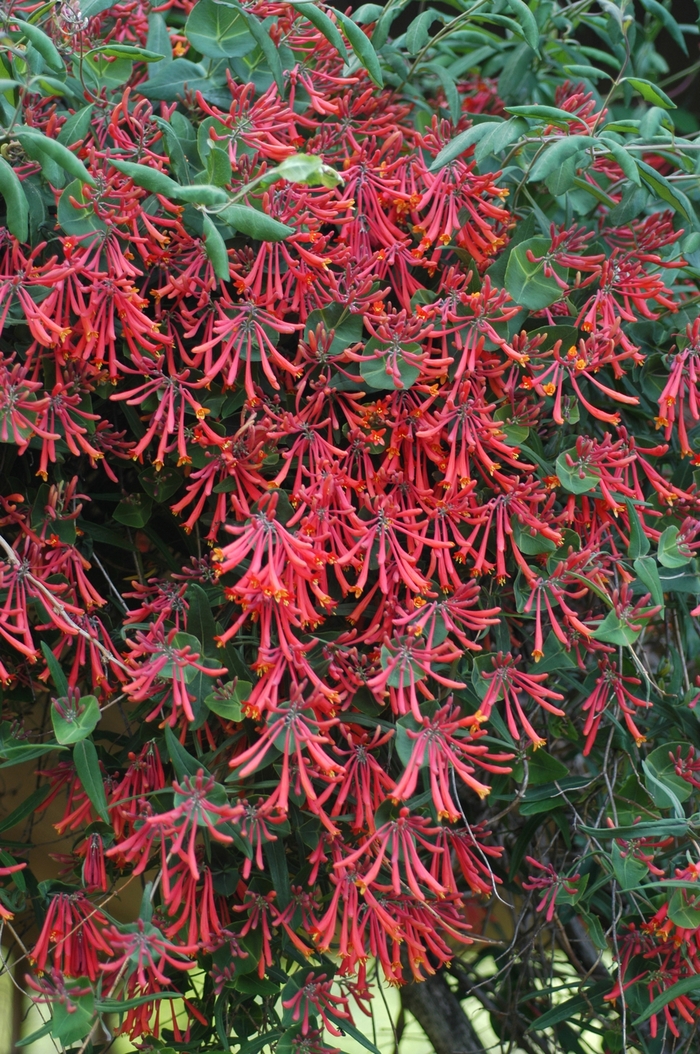 Honeysuckle Vine - Lonicera sempervirens 'Major Wheeler' Honeysuckle Vine - Lonicera sempervirens 'Major Wheeler'