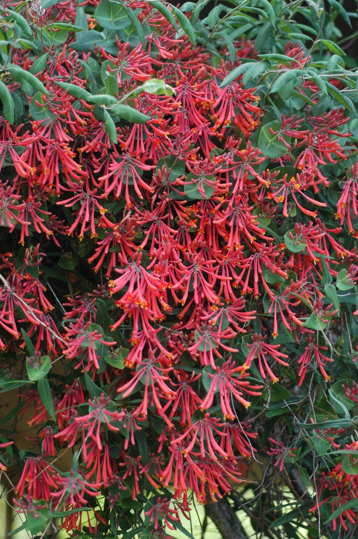 Honeysuckle Vine - Lonicera sempervirens 'Major Wheeler'