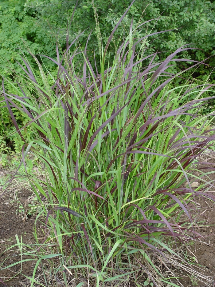 Switch Grass - Panicum virgatum 'Shenandoah'