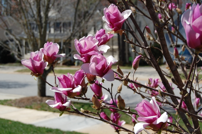 Magnolia - Magnolia x 'Ann' Magnolia - Magnolia x 'Ann'