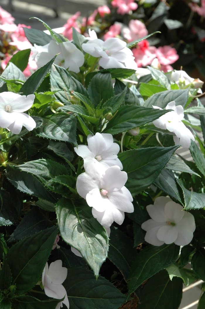 SunPatiens® Compact White - Impatiens 'White' SunPatiens® Compact White - Impatiens 'White'