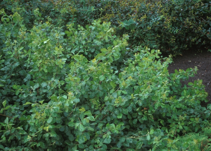 Gro-Low Fragrant Sumac - Rhus aromatica 'Gro-Low' Gro-Low Fragrant Sumac - Rhus aromatica 'Gro-Low'