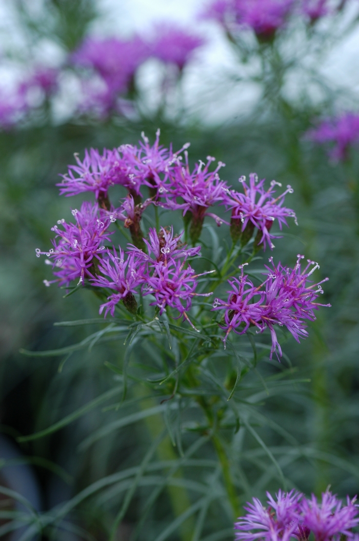 Ironweed - Vernonia lettermanii 'Iron Butterfly'