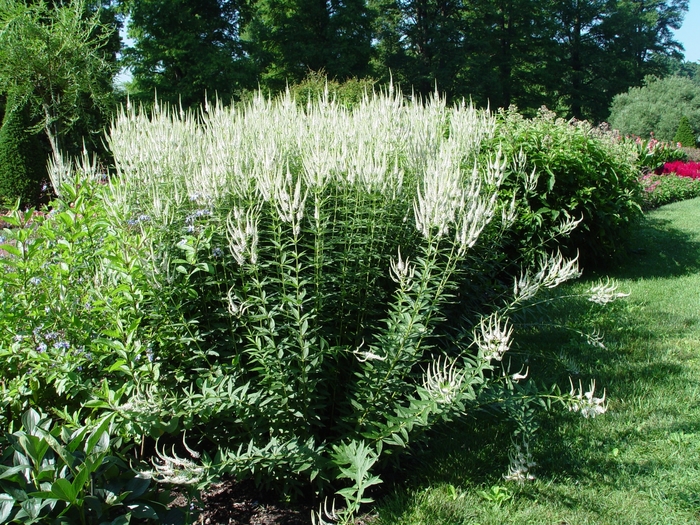 Culver's Root - Veronicastrum virginicum Culver's Root - Veronicastrum virginicum
