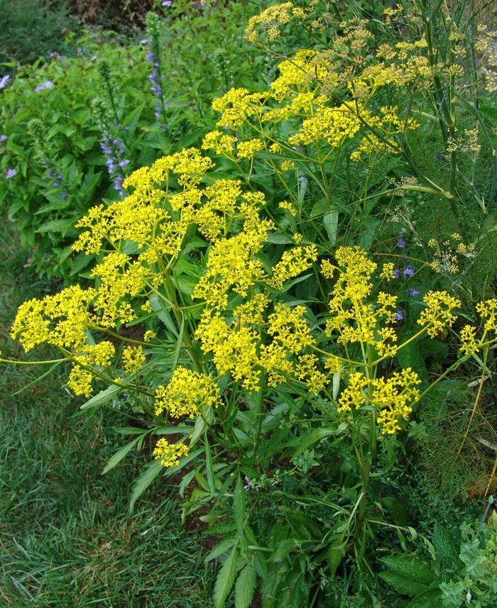 Golden Alexander - Zizia aurea