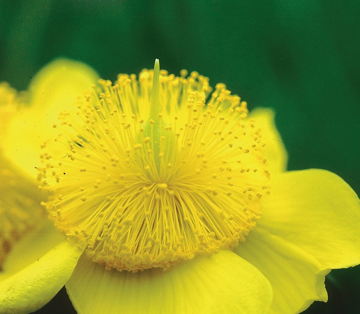 'Sunburst' Hypericum - Hypericum frondosum 'Sunburst' 'Sunburst' Hypericum - Hypericum frondosum 'Sunburst'