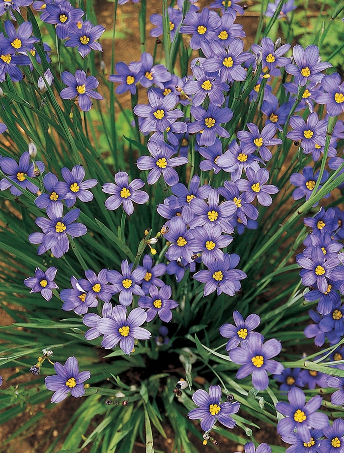 Blue-Eyed Grass - Sisyrinchium angustifolium 'Lucerne'