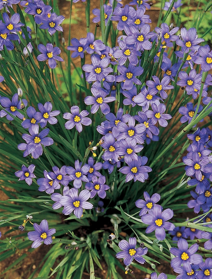 Blue-Eyed Grass - Sisyrinchium angustifolium 'Lucerne' Blue-Eyed Grass - Sisyrinchium angustifolium 'Lucerne'