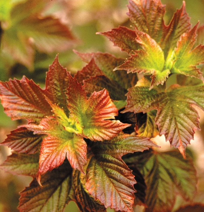 ''Redwing'' American Cranberry Viburnum - Viburnum trilobum ''Redwing'' 