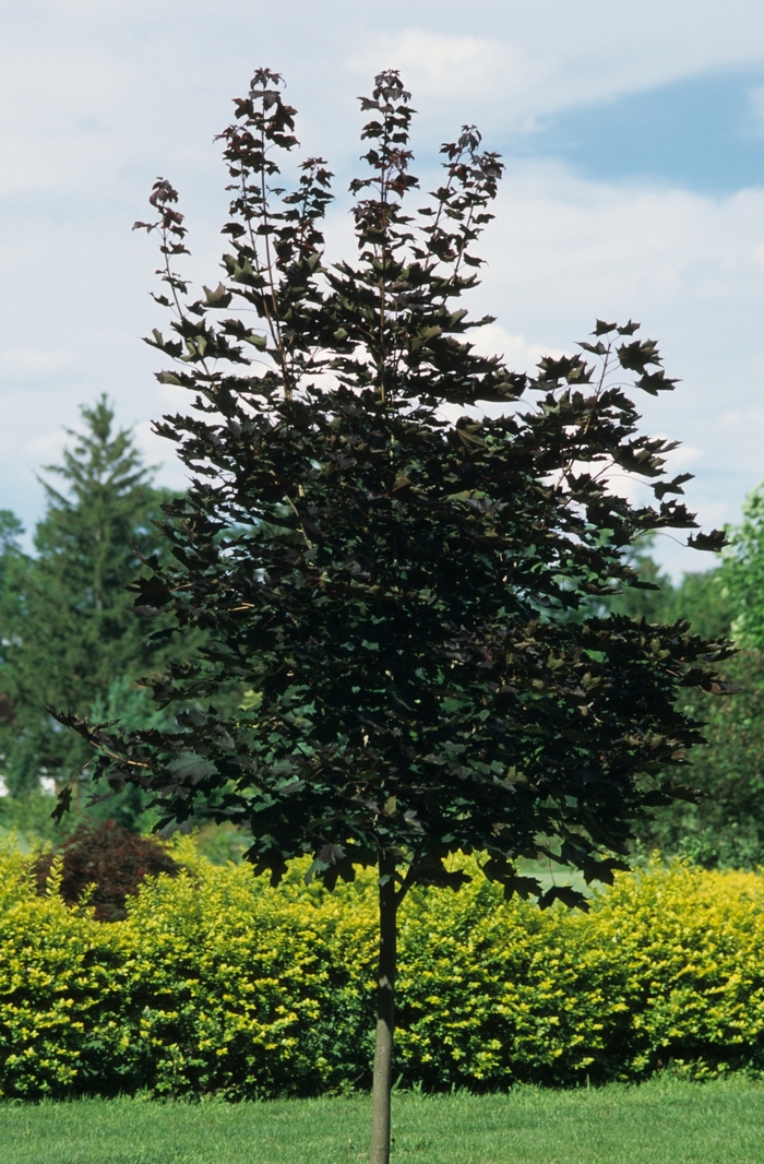 Crimson King Maple - Acer platanoides 'Crimson King' Crimson King Maple - Acer platanoides 'Crimson King'