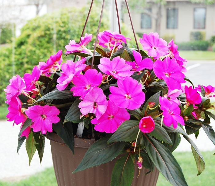 SunPatiens® Compact Lilac - Impatiens 'Lilac' SunPatiens® Compact Lilac - Impatiens 'Lilac'