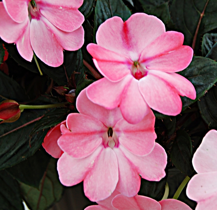 SunPatiens® Compact Impatiens - Impatiens 'Blush Pink' SunPatiens® Compact Impatiens - Impatiens 'Blush Pink'