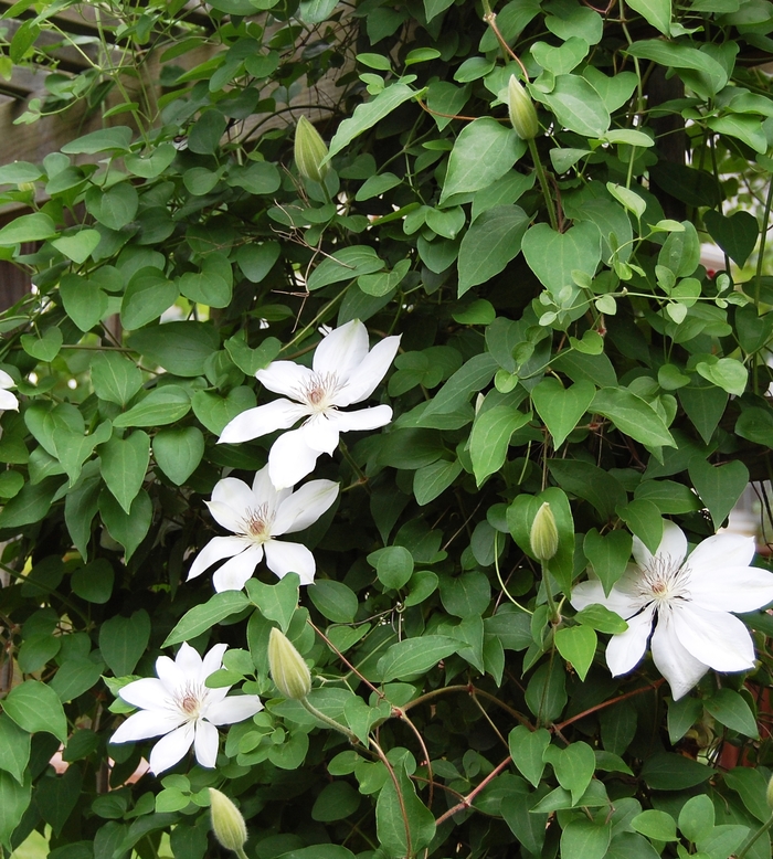 Clematis - Clematis hybrid 'Henryi' Clematis - Clematis hybrid 'Henryi'