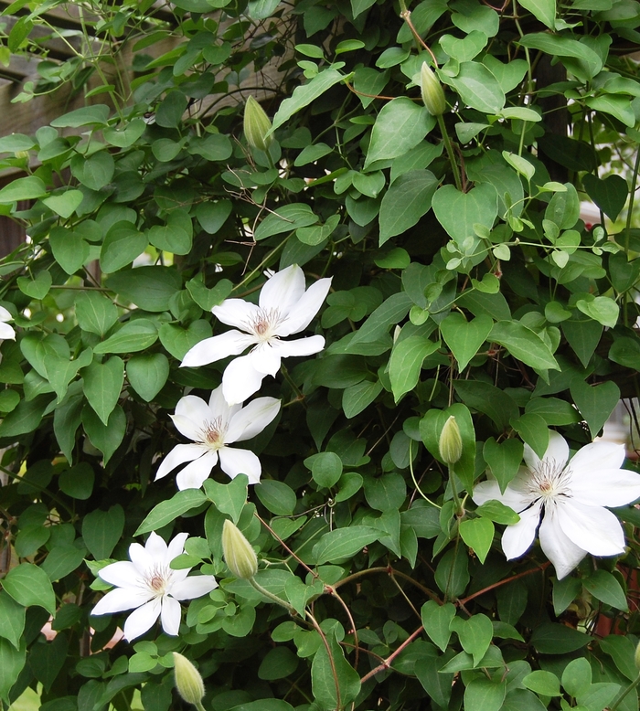 Clematis - Clematis hybrid 'Henryi'