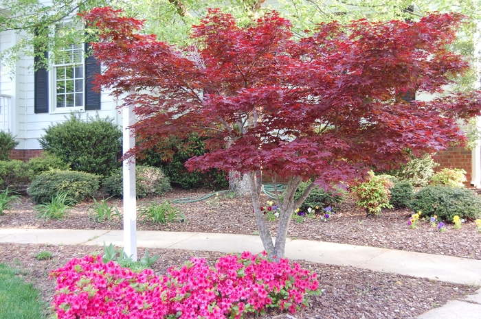 Japanese Red Maple - Acer palmatum 'Bloodgood' Japanese Red Maple - Acer palmatum 'Bloodgood'