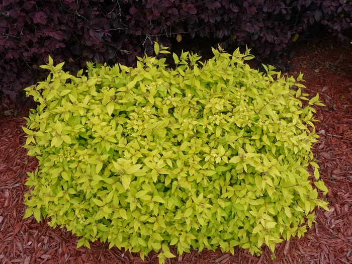 Spirea - Spiraea japonica 'Goldmound'