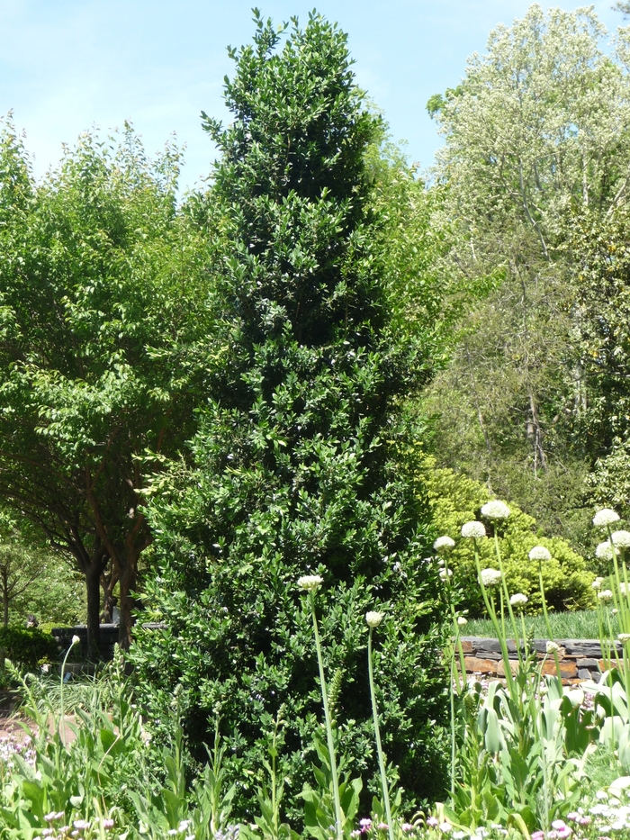 Green Mountain Boxwood - Buxus mic.var. insularis 'Green Mountain'