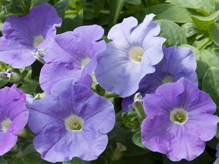 Petunia - Surfinia® Sky Blue Petunia - Surfinia® Sky Blue