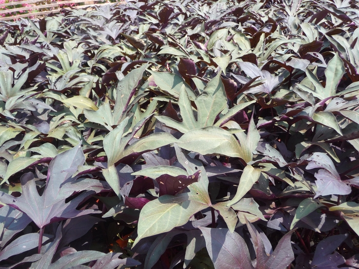 Ipomoea - Ipomoea batatas Sweet Caroline™ 'Sweet Heart Purple' Ipomoea - Ipomoea batatas Sweet Caroline™ 'Sweet Heart Purple'