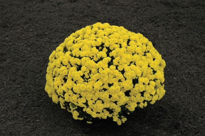 Bethany™ Yellow - Chrysanthemum x morifolium Bethany™ Yellow - Chrysanthemum x morifolium