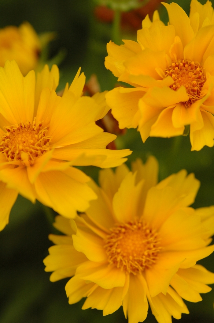 Tickseed - Coreopsis 'Presto' Tickseed - Coreopsis 'Presto'